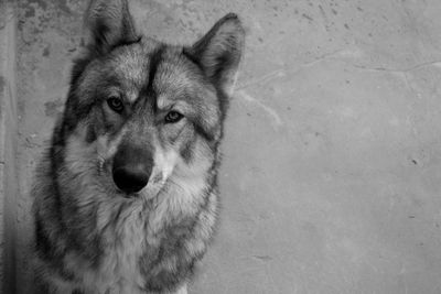 Close-up portrait of dog