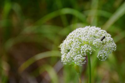Close-up of white flowering plant