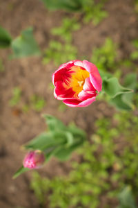Close-up of pink rose