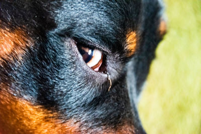 Close-up of dog looking away