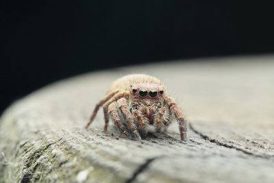 Close-up of spider