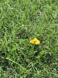 Close-up of yellow flower growing on field