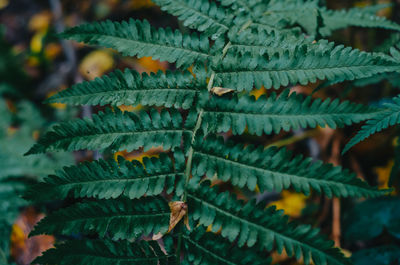 Full frame shot of leaves on plant