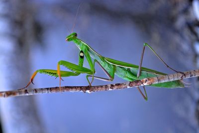 Close-up of grasshopper