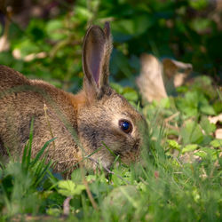 Close-up of a lizard on field