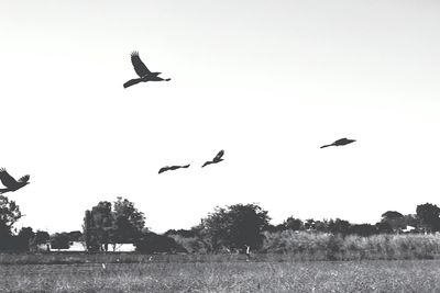 Silhouette birds flying against clear sky