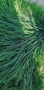 Full frame shot of green grass