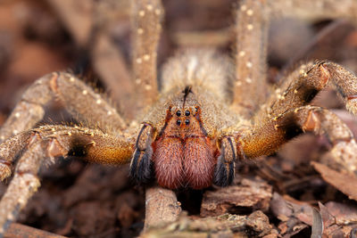 Close-up of spider