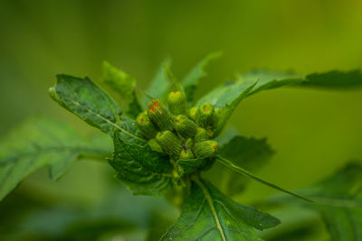 Close-up of insect on plant