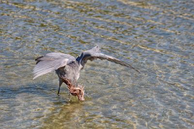 View of a bird flying over water