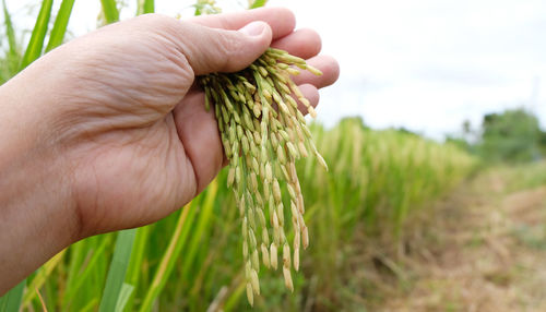 Close-up of hand holding corn field