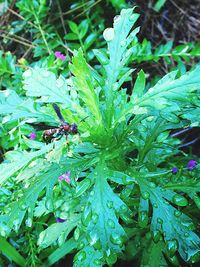 Close-up of insect on plant