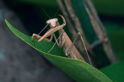 Close-up of grasshopper