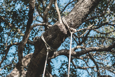 Low angle view of bird on tree against sky