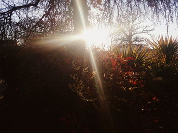 Sun shining through trees