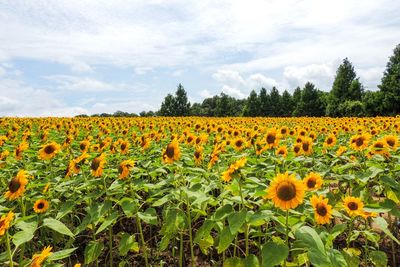 Scenic view of sunflower field against cloudy sky