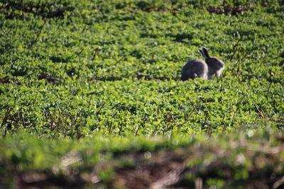 View of a bird on field