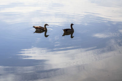 Swans swimming on lake