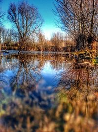 Reflection of trees in calm lake