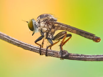 Close-up of fly