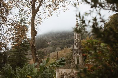 Panoramic shot of trees in forest