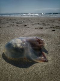 View of crab on beach