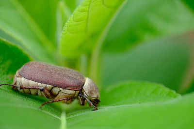 Close-up of insect on leaf