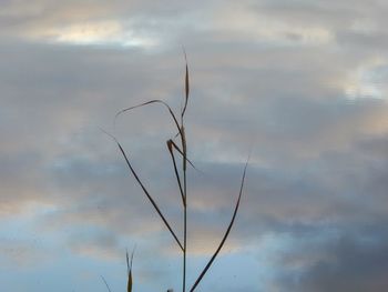 Low angle view of plant against sky at sunset