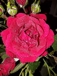 Close-up of pink rose