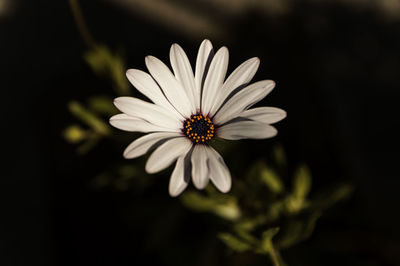 Close-up of flower blooming outdoors