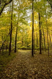 Trees in forest during autumn