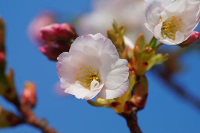 Close-up of white cherry blossom