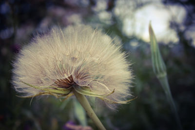 Close-up of dandelion flower