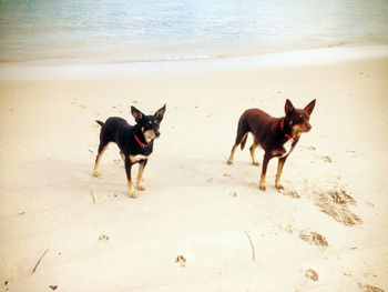 Dogs on beach