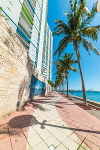 Footpath by palm trees and buildings against sky
