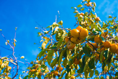 Low angle view of fruits growing on tree against blue sky