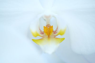 Close-up of white rose flower