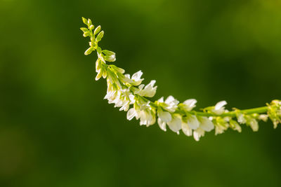 Close-up of white flowers blooming outdoors