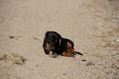 Black dog lying on sand