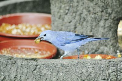 Close-up of bird perching on wood