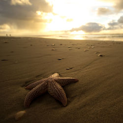 Close-up of lizard on sand at beach against sky