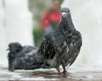 Close-up of pigeon perching