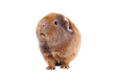 Close-up of a rabbit over white background