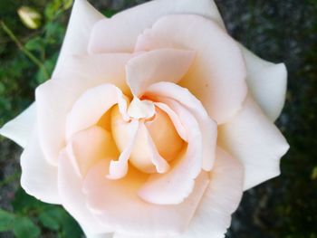 Close-up of white flower blooming outdoors