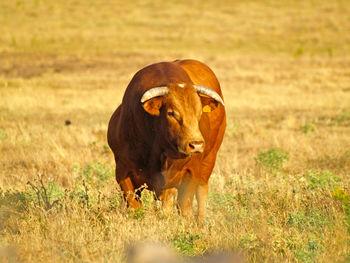 Cow on field