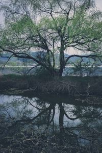 Scenic view of lake in forest