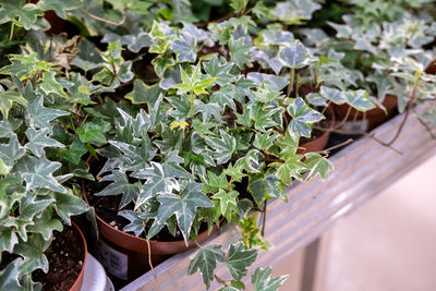 Close-up of potted plant