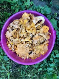 Forest mushrooms - chanterelles 