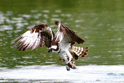 Full length of a bird flying over lake