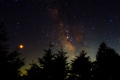 Low angle view of silhouette trees against sky at night